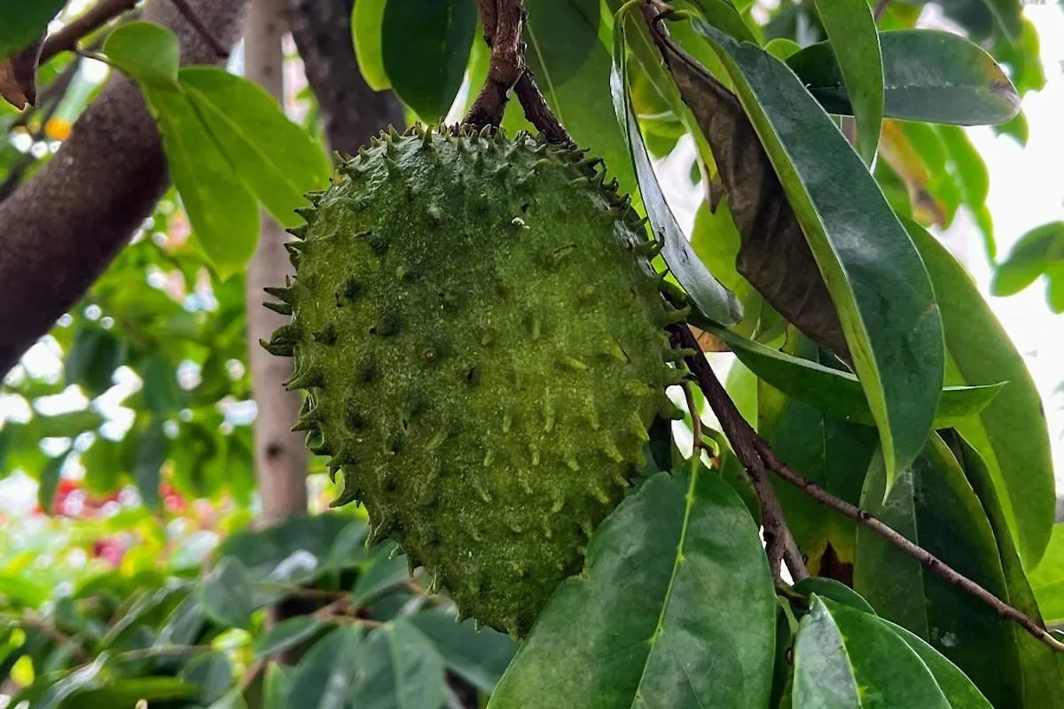 度假居 Best Beach In Pr! Beachfront 6 Bedr & Food Forest 卢基约 波多黎各